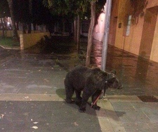 Медведь в Карсере 